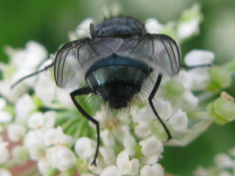 Calliphora vicina M (Calliphoridae)